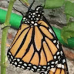 Meet your Posher, Gwen